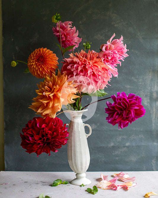 Dinner Plate Dahlias Photograph #6839